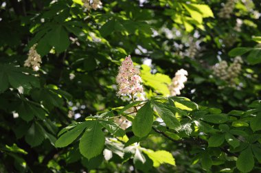 blooming chestnut in the park in the spring