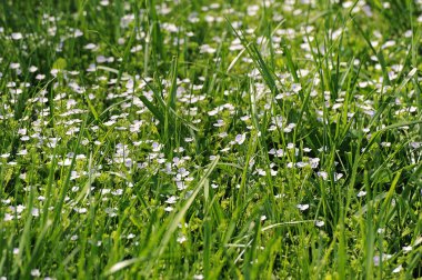 abstract background - green grass and blue flowers