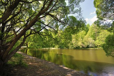 willow on the shore of the pond - Izmailovsky park in Moscow
