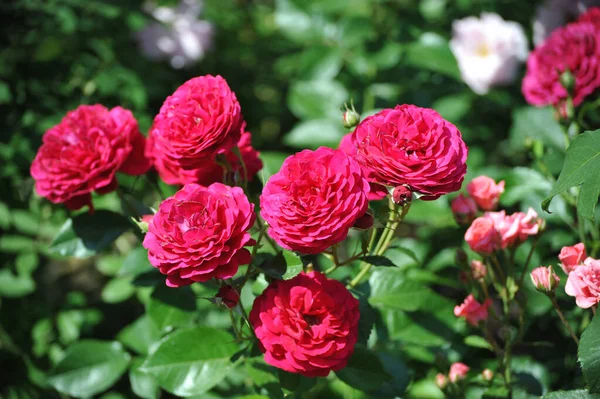 Blooming Red Roses Close Green Background —  Fotos de Stock