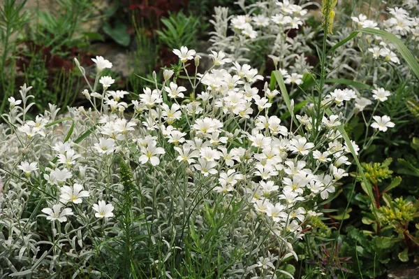 Summer Meadow Blooming White Wildflowers — Foto Stock