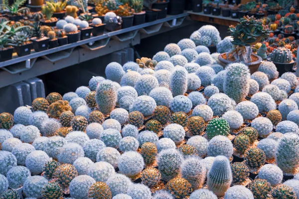 Çeşitli beyaz mammillaria kaktüslerinden oluşan bir gruptaki seçici odak, açık hava pazarındaki fabrika dükkanında satılık olarak sergilenmektedir.