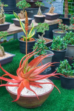 Aloe dorotheae 'de bulunan Red aloe vera' da (Aloe dorotheae) açık hava bitki pazarında raflarda bulunan birçok yeşil ev bitkisi çiçek açıyor.