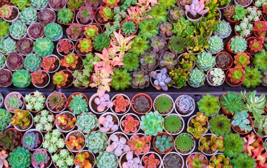 Açık hava bitki pazarında satılık raflarda bulunan birçok küçük renkli Kalanchoe sulu bitkisinin üst görünümü