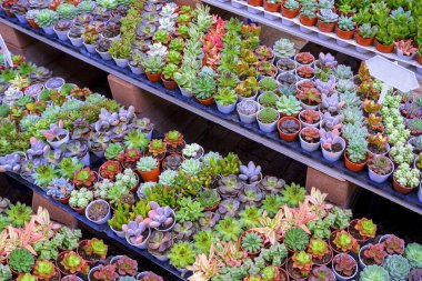 Many various small colorful Kalanchoe succulent plant on shelf display decoration for sale in outdoor plant market