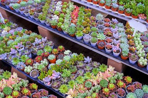 Wiele Różnych Małych Kolorowych Kalanchoe Soczyste Roślin Półce Wyświetlacza Dekoracji — Zdjęcie stockowe