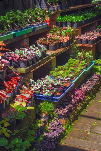 Sorok Sok Különböző Friss Színes Lombozat Növények Polcokon Eladó Szabadtéri — Stock Fotó