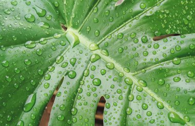 Yeşil orman canavarı yaprağının yüzeyindeki birçok yağmur damlasının en üst görüntüsü