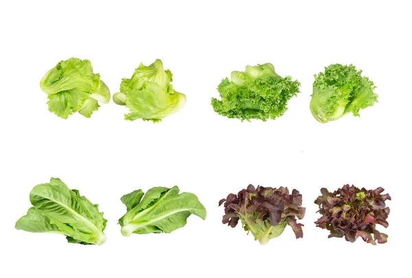 Különböző Friss Bio Salátafélék Csoportja Izolált Fehér Alapon — Stock Fotó