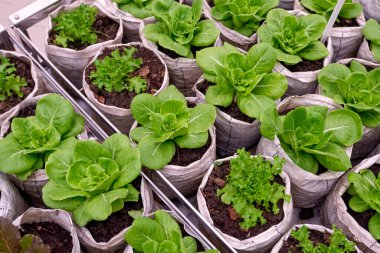 Yeşil meşe sebzeli bir grup tereyağlı marul açık hava bitki pazarında satılmak üzere beyaz çuvallarda yetişiyor.