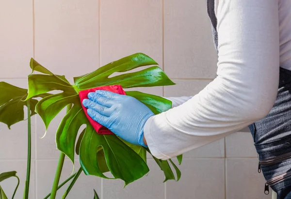 Man Hand Rubber Gloves Wiping Leaf Coating Solution Surface Monstera — стоковое фото