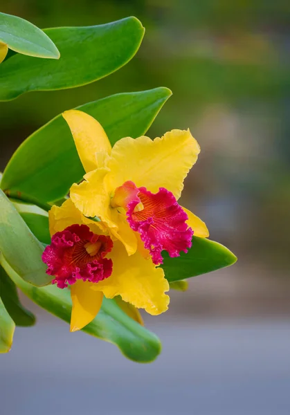 Nahaufnahme Der Gelben Und Roten Cattleya Orchideen Potinara Susan Fender — Stockfoto