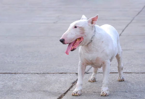 Portret Starszej Białej Samicy English Bull Terrier Lat Stojącej Wieczorem — Zdjęcie stockowe