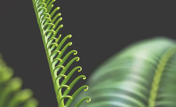 Close Young Cycad Leaf Growing Dark Background — Stock Photo, Image