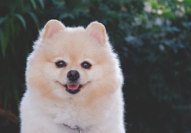 Genç bej rengi Pomeranian gülümsüyor ve bulanık yeşil arka planlı kameraya bakıyor.