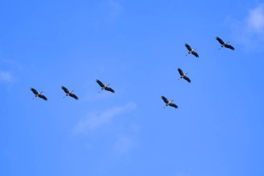 Asyalı açık gagalı leylek sürüsü düşük açı görünümlü mavi gökyüzü arkaplanına karşı dolambaçlı sırada uçuyor 