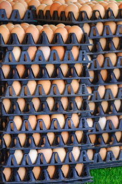 Stack of fresh farm chicken eggs in black plastic packages on artificial turf for selling in outdoor market