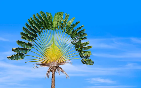 Beautiful Traveler Palm Tree Ravenala Madagascariensis Growing Blurred Blue Sky — Stok fotoğraf