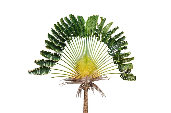 Large Traveler Palm Tree Ravenala Madagascariensis Isolated White Background Clipping — Foto Stock