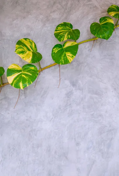 Green giant Devil\'s ivy plant are growing on surface of loft concrete wall in vertical frame