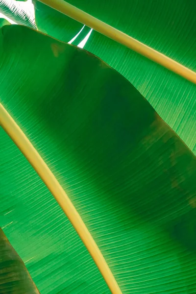 Sunlight Shadow Backside Green Banana Leaf Surface Vertical Frame Green — Stock Photo, Image