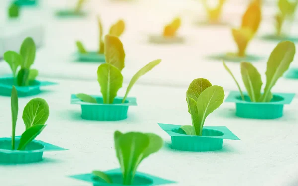 Szelektív Fókusz Kis Zöld Saláta Növény Fehér Styrofoam Doboz Dinamikus — Stock Fotó
