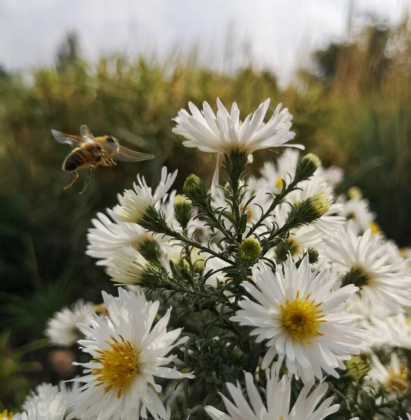 Framåt Mot Pollen Biets Flykt Till Kamomillen — Stockfoto