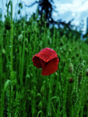 Sonbahar yağmurundan sonra kırmızı haşhaş damlaları