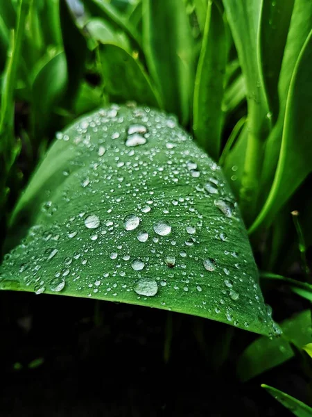 Μετά Βροχή Φύση Είναι Όμορφη Ζωγραφική Φύλλα — Φωτογραφία Αρχείου