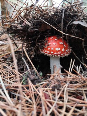 Uçan agarik çalıların altında saklanır. sessiz avcılık