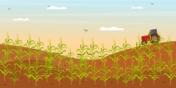 Campo Com Cultivo Milho Trator Trabalho Campo Milho Ilustração Vetorial —  Vetores de Stock