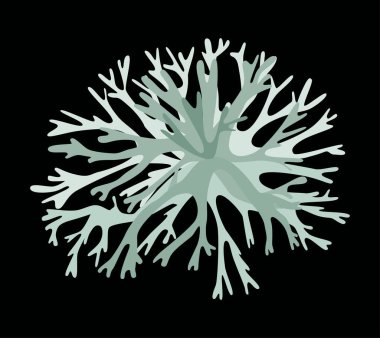 Siyah arka planda Woody lichen gri yosunu