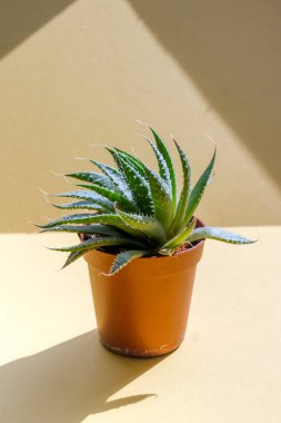 Ev yapımı sulu bir saksıda aloe.