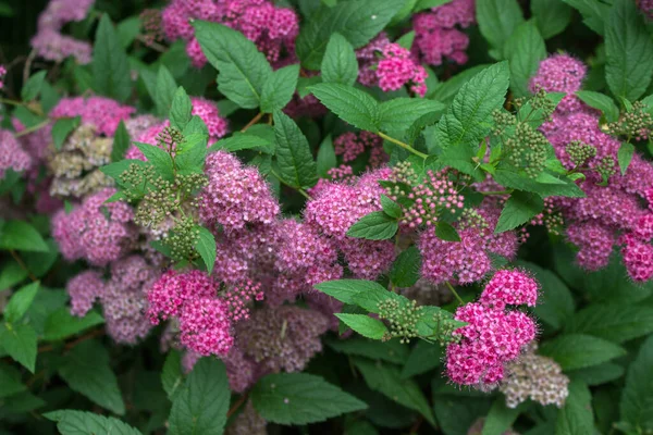 Japonês Arbustos Spirea Com Belas Flores Rosa Jardim — Fotografia de Stock