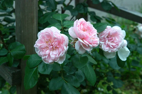 Rosa Rosas Duplas Adereços Jardim — Fotografia de Stock