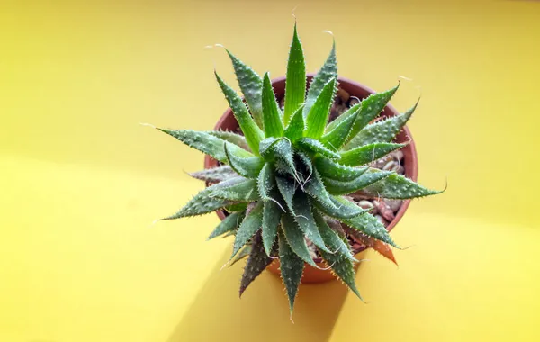 Grüne Sukkulente Heimat Der Aloe Auf Gelbem Hintergrund — Stockfoto