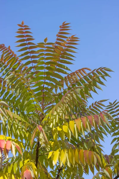 Hojas Brillantes Otoño Del Árbol Del Zumaque Sobre Fondo Cielo —  Fotos de Stock