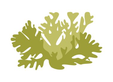 Tasarım için beyaz arkaplanda yeşil yosun (liken)