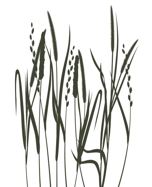 Silhouettes Herbes Sur Fond Blanc — Image vectorielle