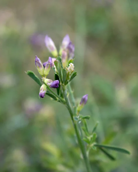 Purple Muis Erwt Bloemen Een Natuurlijke Wazige Achtergrond — Stockfoto