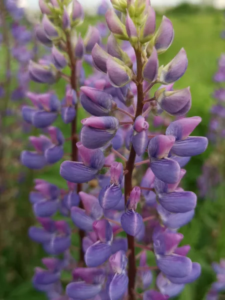 Fleur Lupin Pourpre Haricot Loup Lupinus Gros Plan — Photo