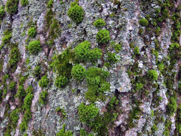 幹が緑の苔で覆われた古い木 — ストック写真