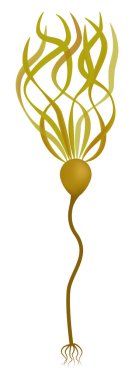 Kahverengi yosun (Nereocystis luetkeana)