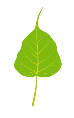 Beyaz arkaplanda yeşil banyan ağacı yaprağı