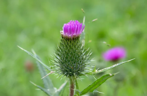 Faydalı bir dulavrat bitkisinin mor pembe çiçeği (Arctium lappa)