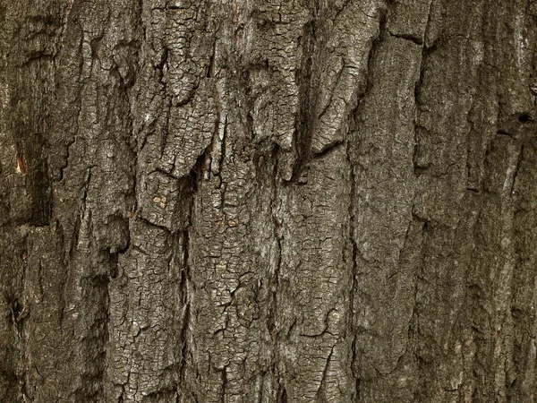 古いオークの樹皮のテクスチャを閉じる — ストック写真