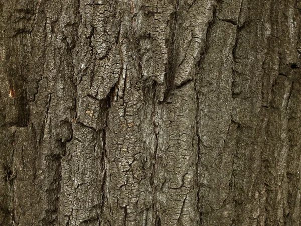 Textur Alter Eichenrinde Aus Nächster Nähe — Stockfoto