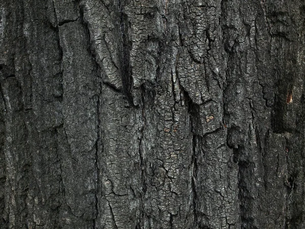 Gammal Grå Bark Struktur Närbild — Stockfoto