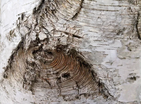 白樺の樹皮と結び目のための場所と白樺の幹 — ストック写真