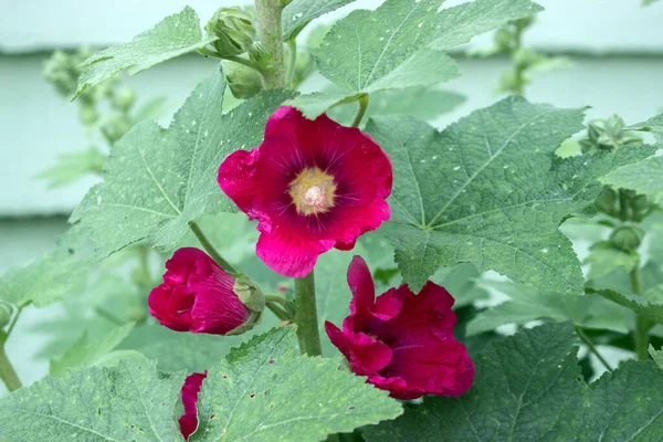 ラズベリーモールバラの花と芽 庭のピンクの花 — ストック写真